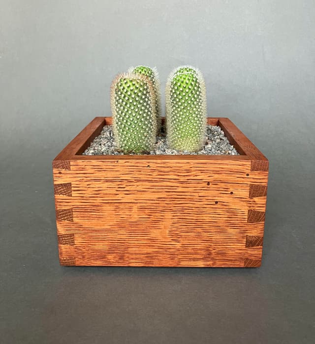 The Cactus Box